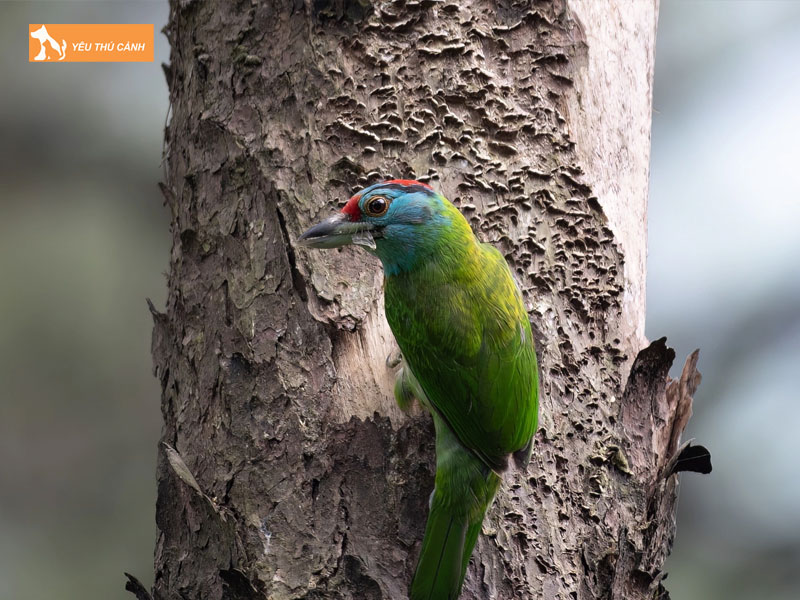 Doi-net-ve-chim-cu-roc-1-thucanh