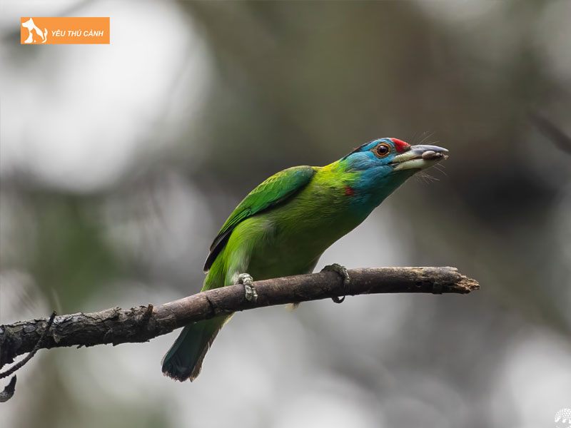 Doi-net-ve-chim-cu-roc-thucanh