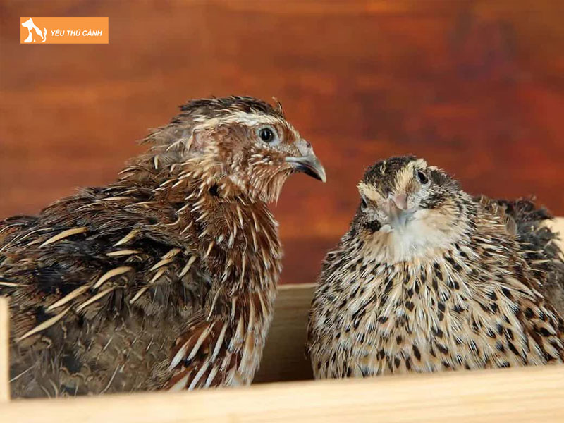 Doi-net-ve-chim-cut-rung-thucanh