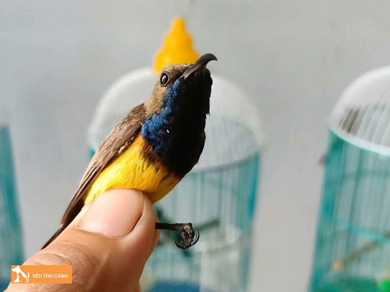 Doi-net-ve-chim-hut-mat-tia-o-thucanh