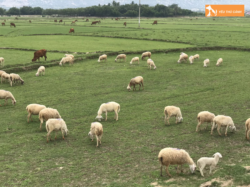 Doi-net-ve-cuu-thucanh