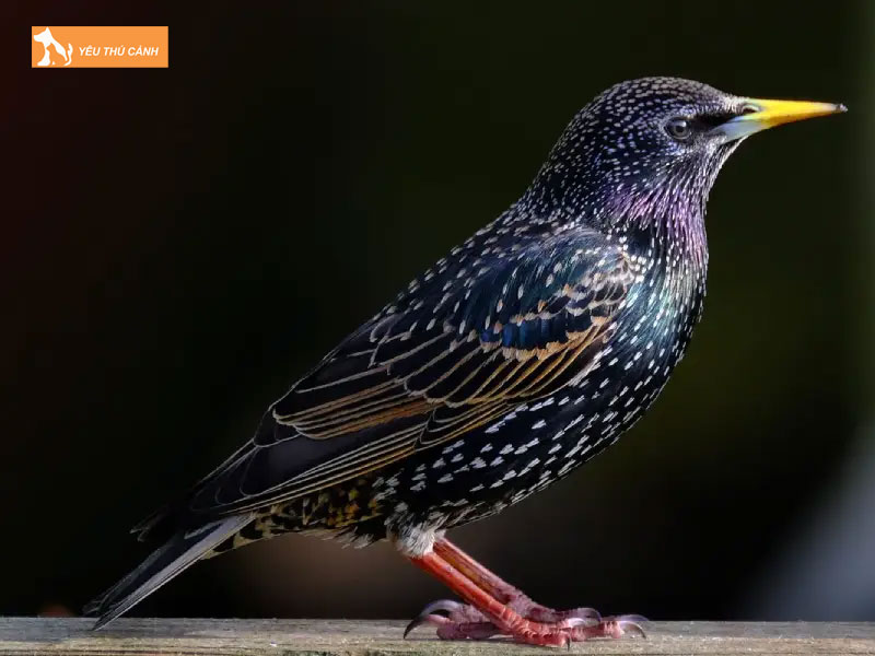 Doi-net-ve-loai-sao-da-xanh-1-thucanh