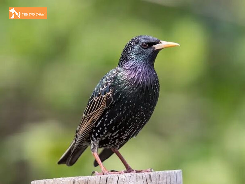 Doi-net-ve-loai-sao-da-xanh-thucanh