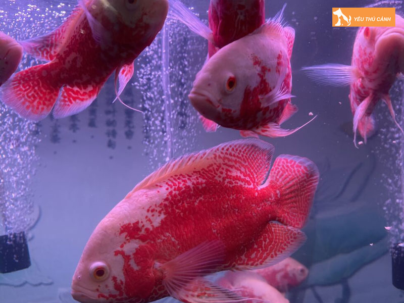 Gioi-thieu-chung-ve-ca-heo-lua-1-thucanh