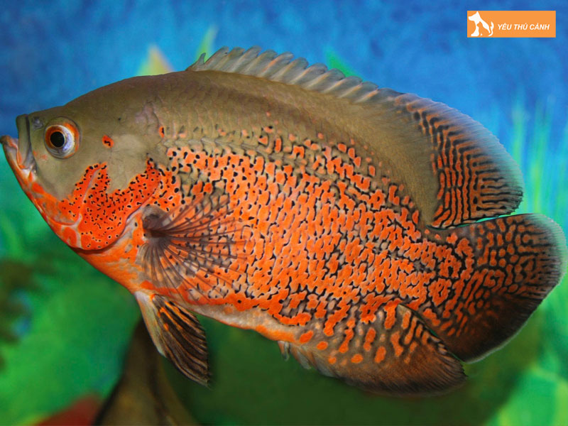 Gioi-thieu-chung-ve-ca-heo-lua-thucanh