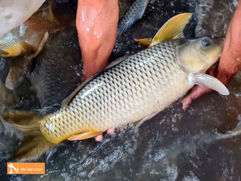 Gioi-thieu-ve-ca-tram-gion-thucanh