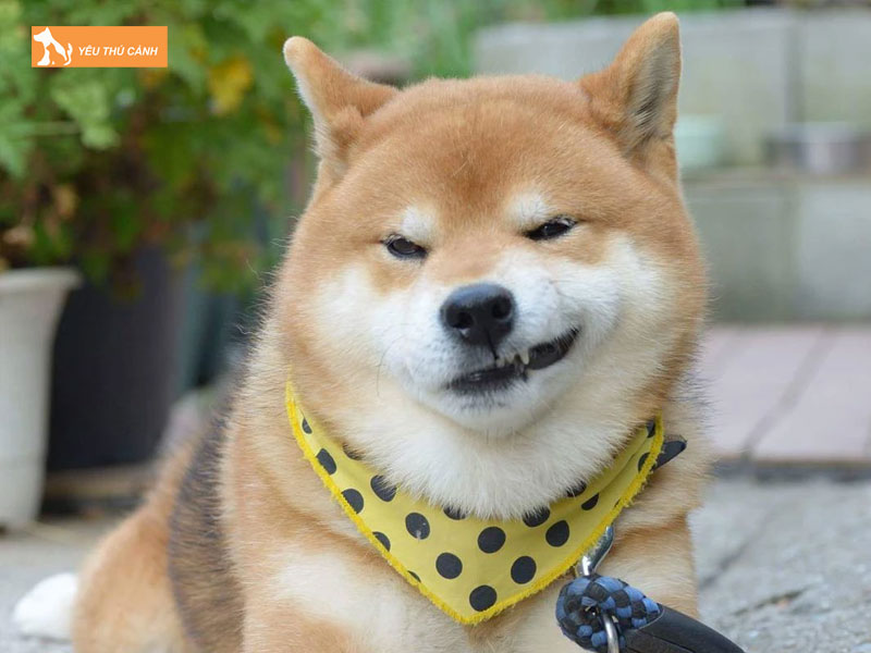 Giong-cho-nhat-shiba-inu-thucanh