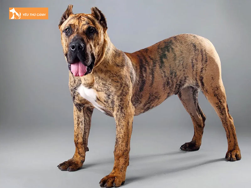 Giong-cho-presa-canario-la-gi-thucanh