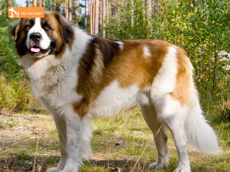 Giong-cho-saint-bernard-la-gi-thucanh