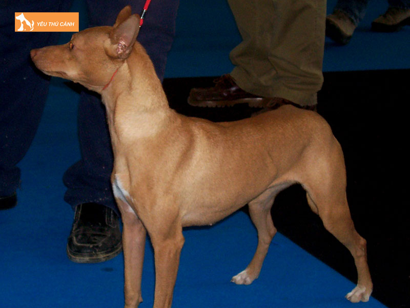 Giong-cho-san-andalusia-la-gi-thucanh