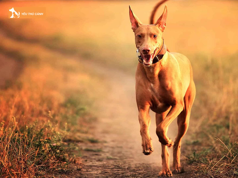 Giong-cho-san-pharaoh-la-gi-thucanh