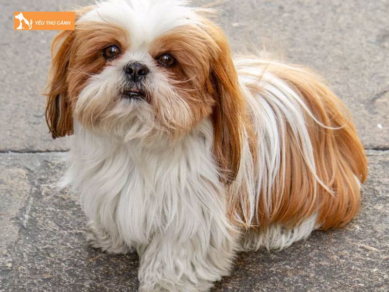 Giong-cho-shih-tzu-la-gi-thucanh