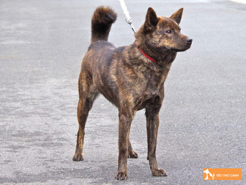 Giong-cho-shikoku-thucanh