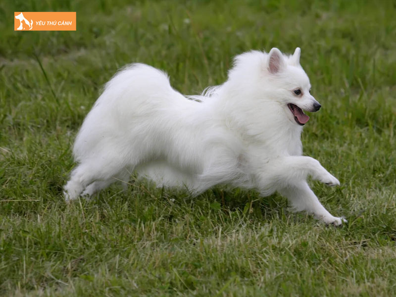 Kinh-nghiem-nuoi-cho-volpino-1-thucanh