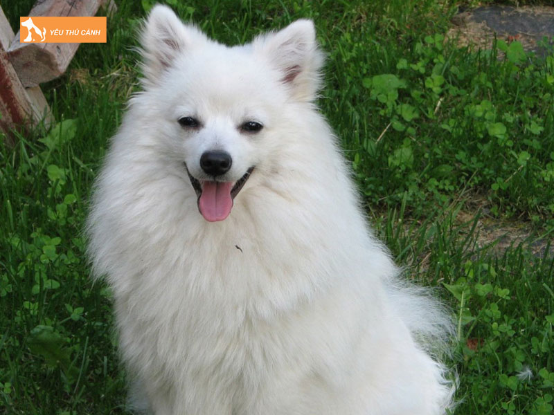 Kinh-nghiem-nuoi-cho-volpino-thucanh