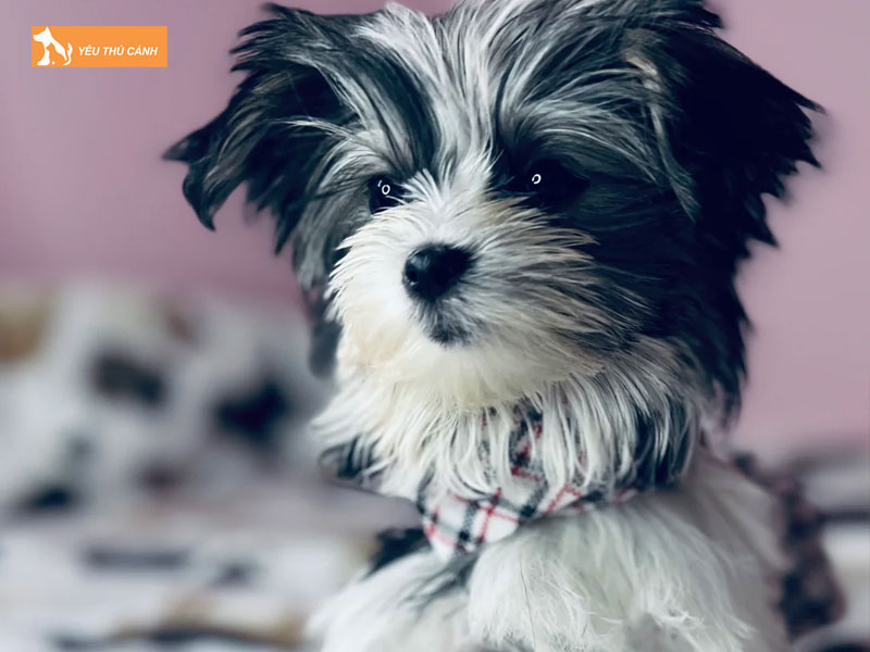 Kinh-nghiem-nuoi-loai-cho-morkie-1-thucanh