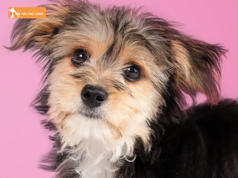 Kinh-nghiem-nuoi-loai-cho-morkie-thucanh