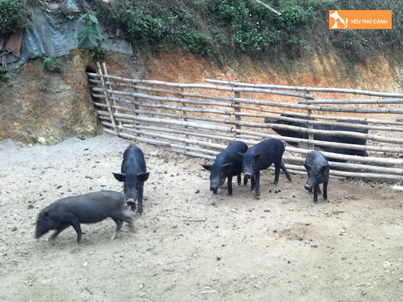 Mot-so-thong-tin-ve-heo-moi-thucanh