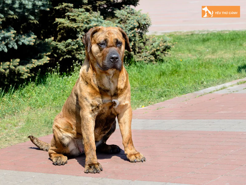 Mot-vai-luu-y-ve-cach-cham-soc-cho-presa-canario-1-thucanh