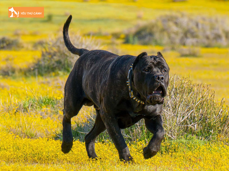 Mot-vai-luu-y-ve-cach-cham-soc-cho-presa-canario-thucanh