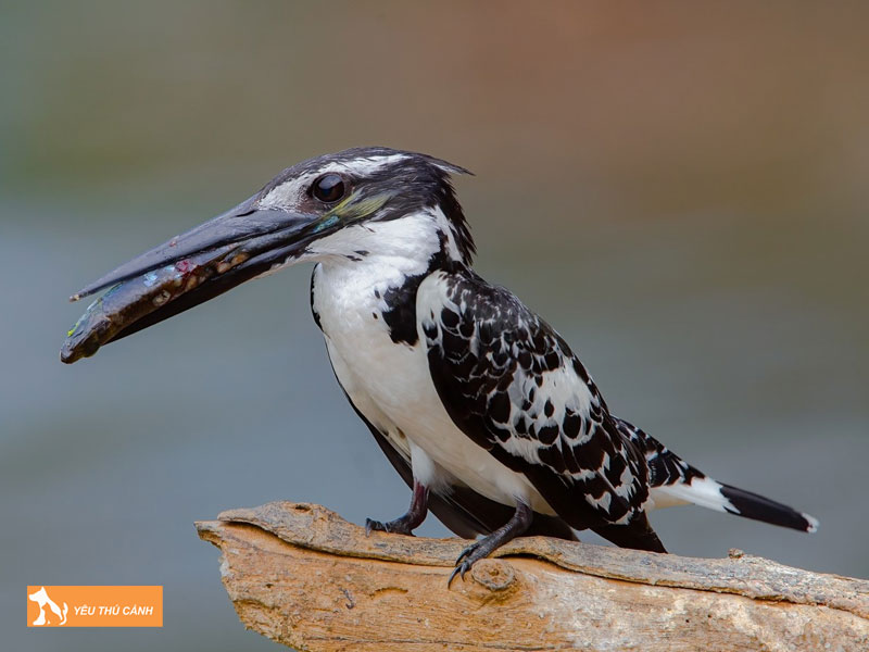 Tap-tinh-cua-chim-boi-ca-thucanh