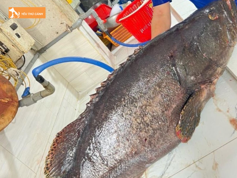 Tong-quan-ve-ca-mu-nghe-thucanh