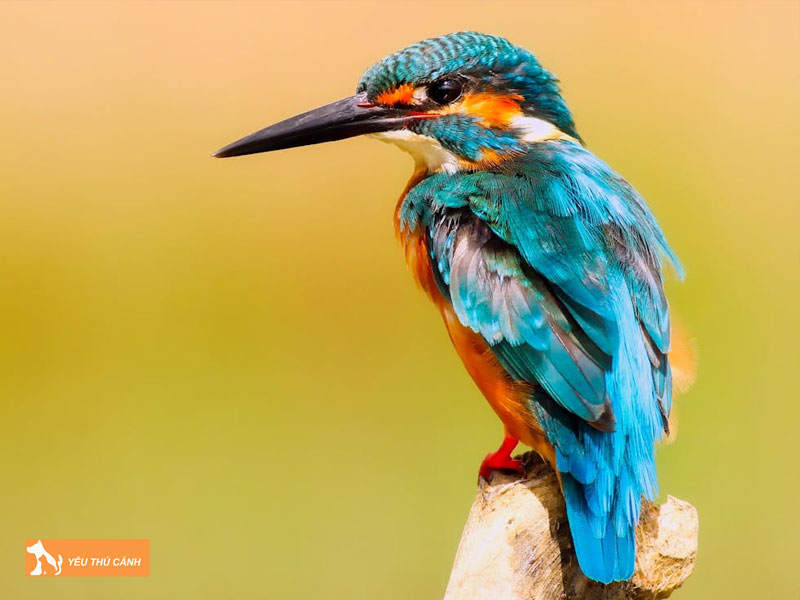 Tong-quan-ve-chim-boi-ca-thucanh