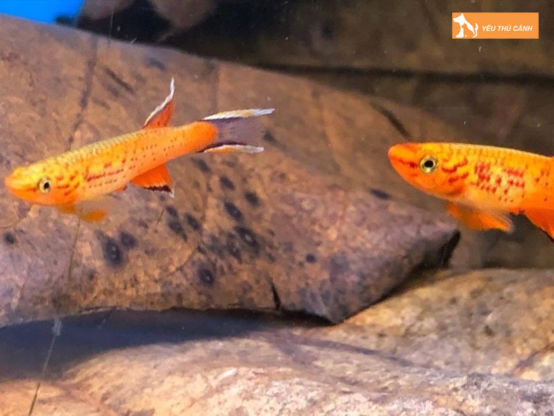 Ca-hoang-kim-la-ca-gi-thucanh