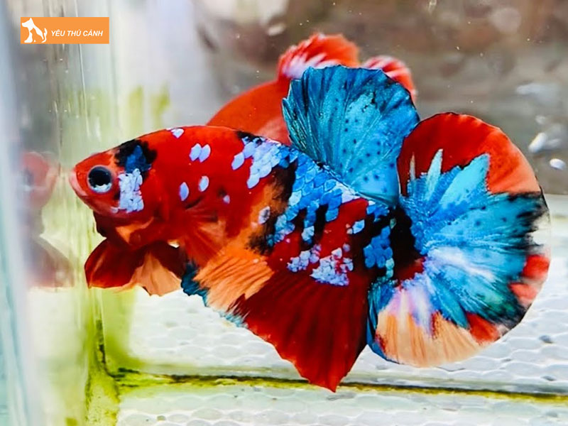 Cach-nuoi-ca-betta-galaxy-1-thucanh