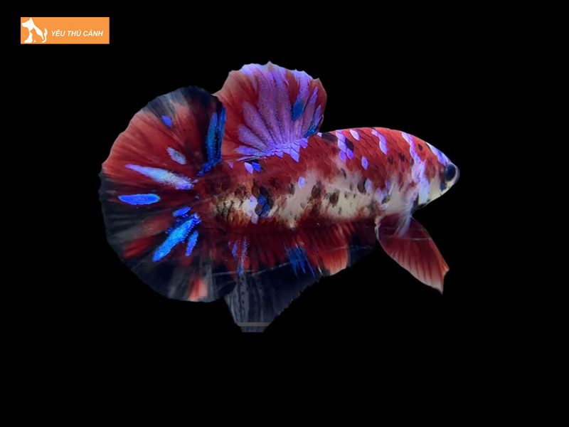Cach-nuoi-ca-betta-galaxy-2-thucanh