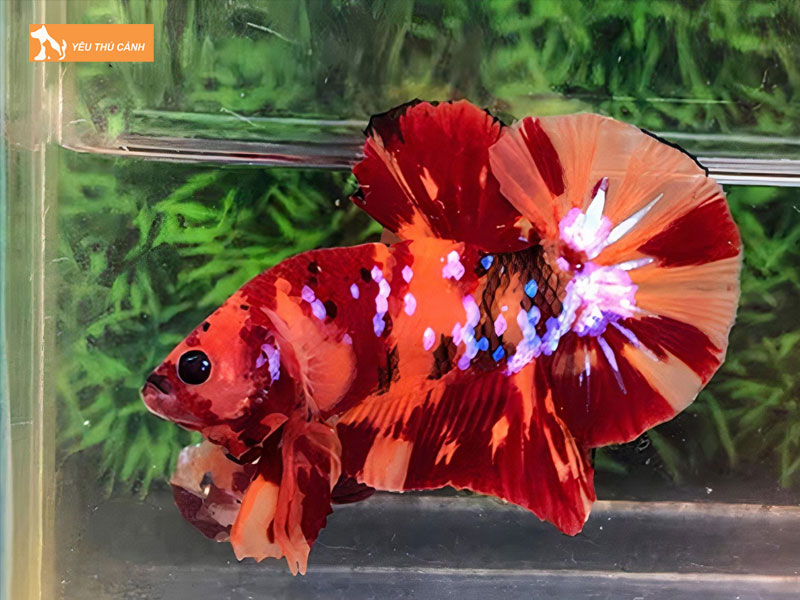 Cach-nuoi-ca-betta-galaxy-3-thucanh