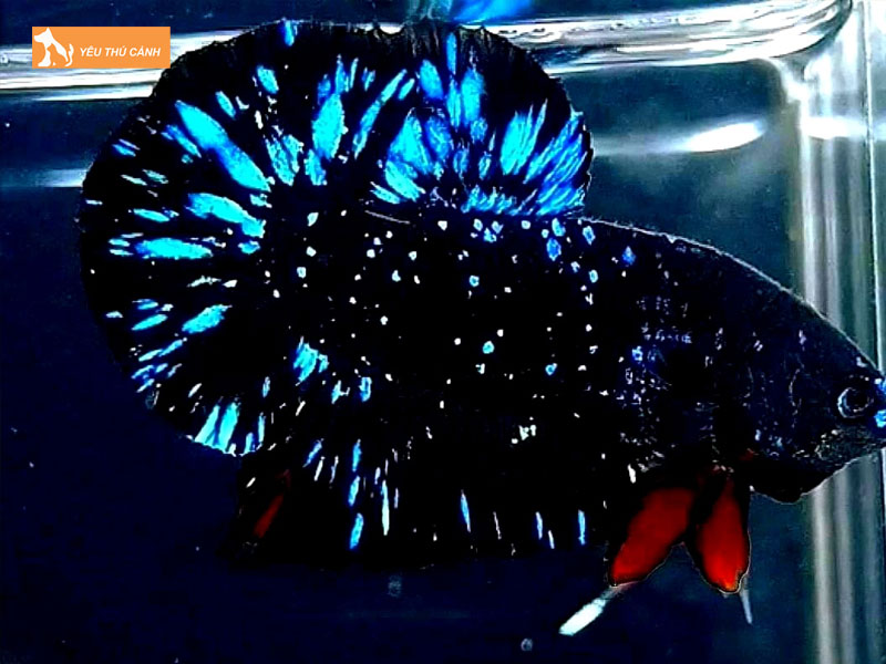 Cach-nuoi-ca-betta-galaxy-thucanh
