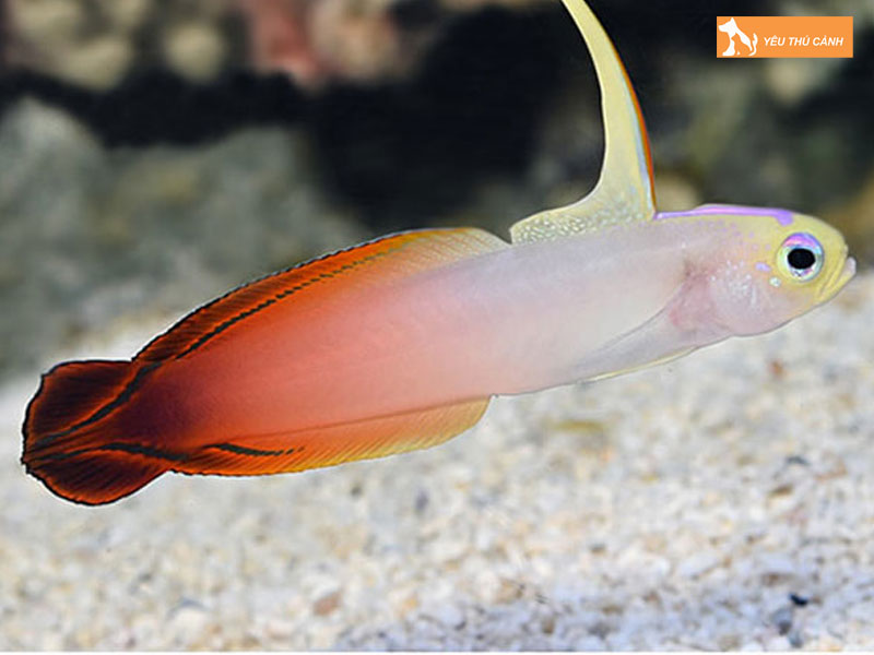 Cach-nuoi-ca-bong-canh-khoe-dep-1-thucanh