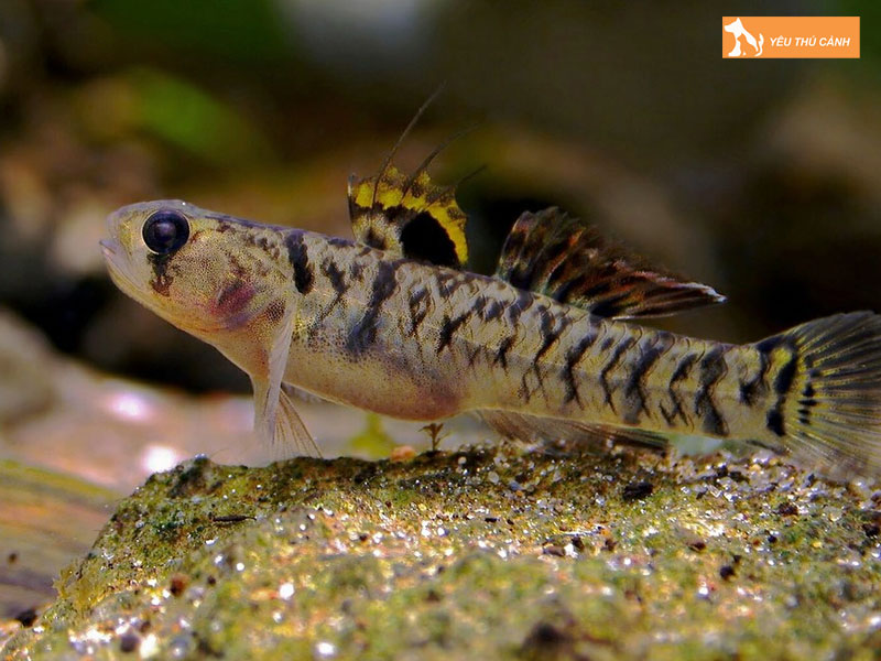 Cach-nuoi-ca-bong-canh-khoe-dep-2-thucanh