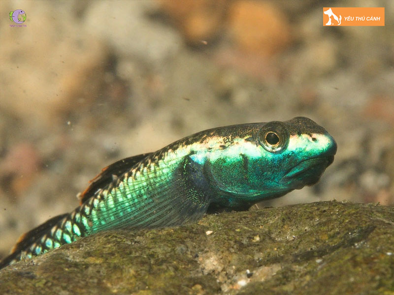 Cach-nuoi-ca-bong-canh-khoe-dep-thucanh