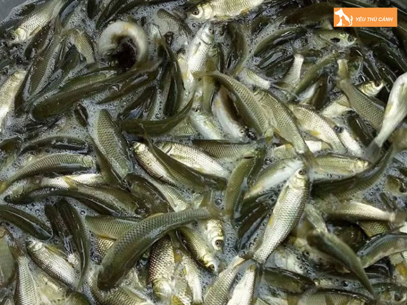 Cach-nuoi-ca-bong-tuong-nang-suat-cao-1-thucanh