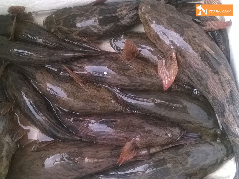 Cach-nuoi-ca-bong-tuong-nang-suat-cao-2-thucanh