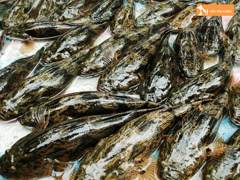 Cach-nuoi-ca-bong-tuong-nang-suat-cao-thucanh