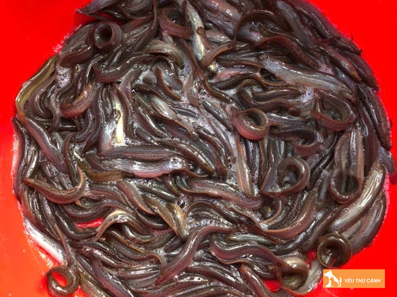 Cach-nuoi-ca-chach-bun-hieu-qua-1-thucanh