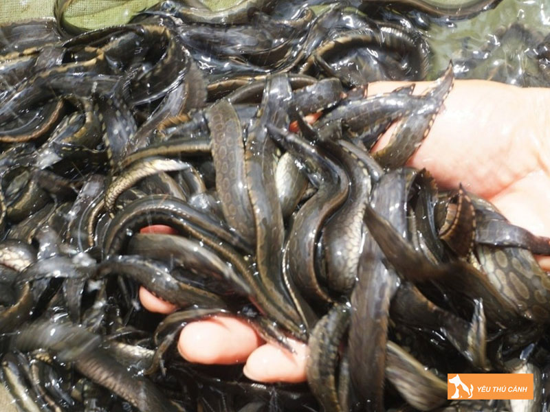 Cach-nuoi-ca-chach-bun-hieu-qua-2-thucanh