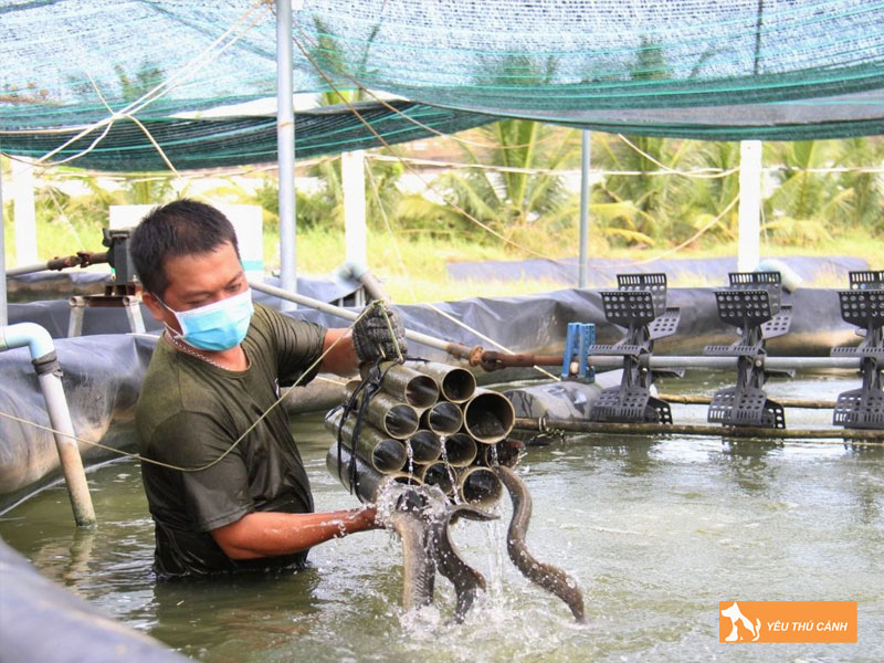 Cach-nuoi-ca-chach-bun-hieu-qua-3-thucanh