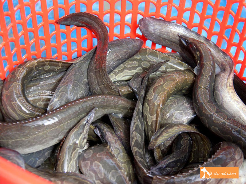 Cach-nuoi-ca-chach-bun-hieu-qua-thucanh