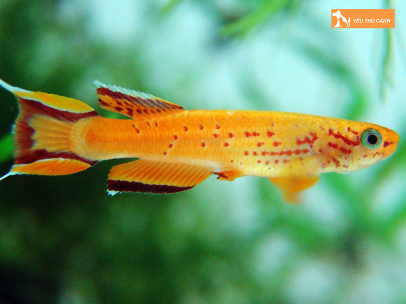 Cach-nuoi-ca-hoang-kim-len-mau-dep-1-thucanh