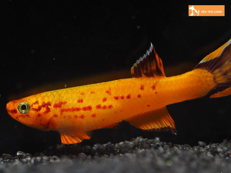 Cach-nuoi-ca-hoang-kim-len-mau-dep-thucanh