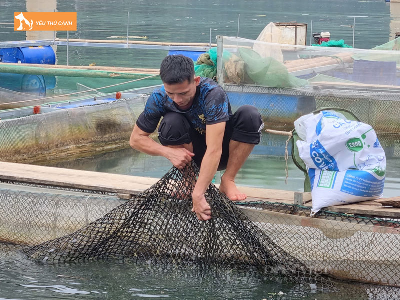 Cach-nuoi-ca-lang-duoi-do-hieu-qua-1-thucanh