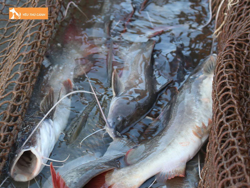 Cach-nuoi-ca-lang-duoi-do-hieu-qua-2-thucanh