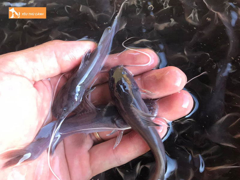 Cach-nuoi-ca-lang-duoi-do-hieu-qua-thucanh