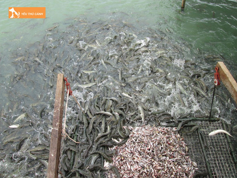 Cach-nuoi-ca-loc-bong-nang-suat-cao-1-thucanh