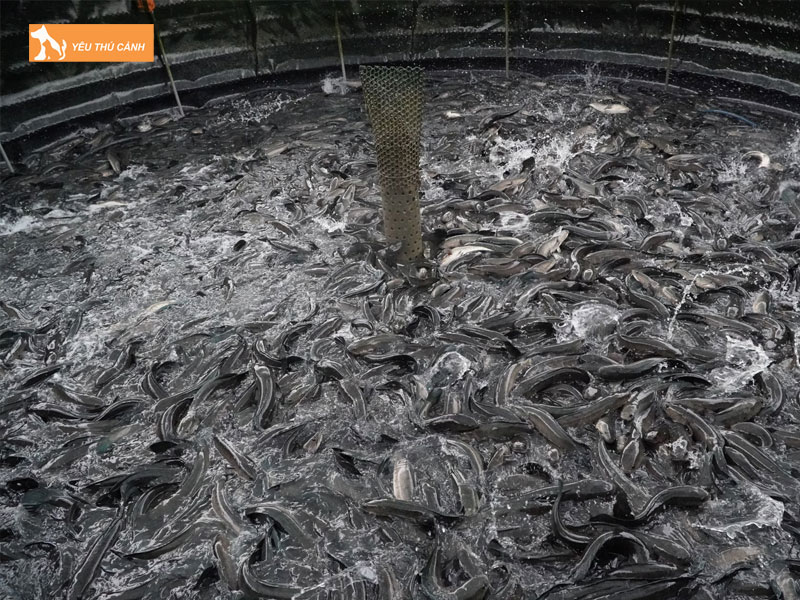 Cach-nuoi-ca-loc-bong-nang-suat-cao-2-thucanh