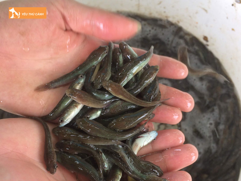 Cach-nuoi-ca-loc-bong-nang-suat-cao-thucanh